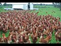 Amazing : Nearly 30 Thousand  Chickens and Roosters All at Once out for feeding.