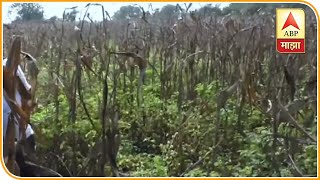 Web State Pahani Pathak Slug Pkg 221119 Km Abp Majha