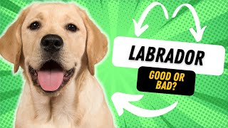 WHATS THE TEMPERAMENT OF A LABRADOR