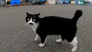 髭のハチワレ猫と漁港を散歩してきた
