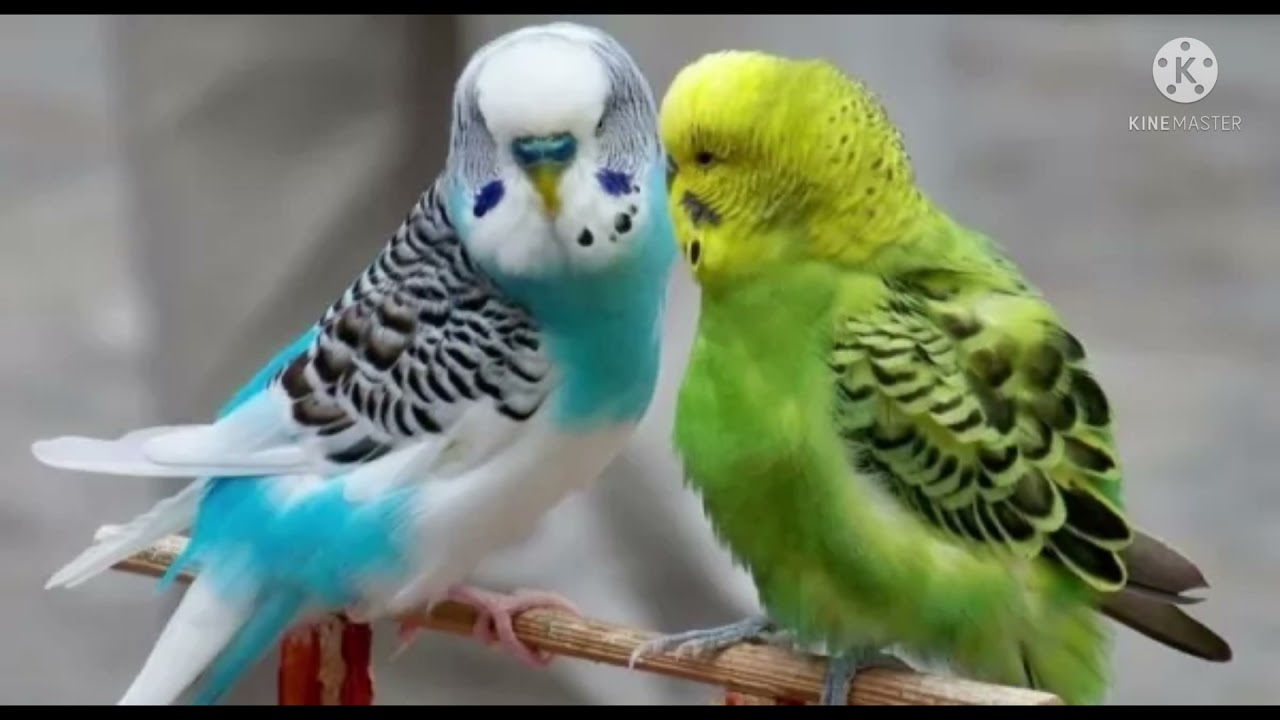 طريقه علاج عصافير البادجي من البرد #عالم البادجي