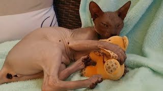 Sphynx Cat is Softly Playing With Teddy Bear 🧸 by Sphynx Cats Channel 189 views 2 years ago 1 minute, 4 seconds