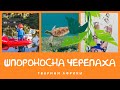 Шпороносна черепаха. Тварини Африки | КоМарко