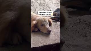 Software update | golden retriever | Dogs | Software