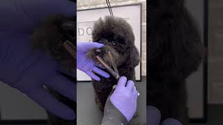 POODLE TOY GROOMING #poodletoy #doggroomingtips #puppy