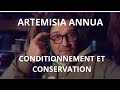 Artemisia annua  conditionnement et stockage