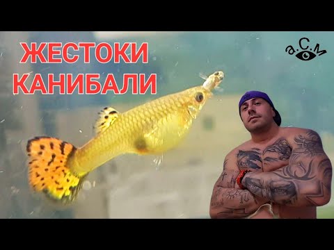 Видео: Какво ядат рибите и от какво е направена рибната храна?