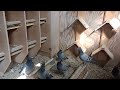 Der 1. Jungflug 2022 / First flight of the young pigeons
