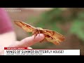 Wings of Summer butterfly exhibit returns for eight-week run