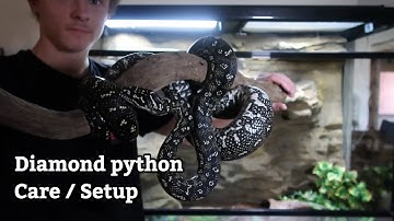 Diamond Python Care/Setup