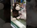 モノマネおサル。イビキも真似るよ。