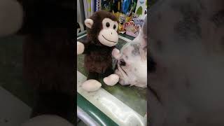 モノマネおサル。イビキも真似るよ。