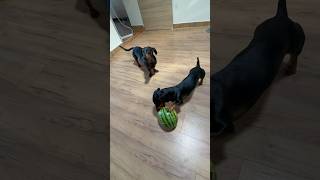 Merlin és Artúr kapott egy DINNYÉT 🍉🐶 #merlinesarturkalandjai