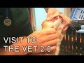 Alvi cat : visit to the vet 2.0