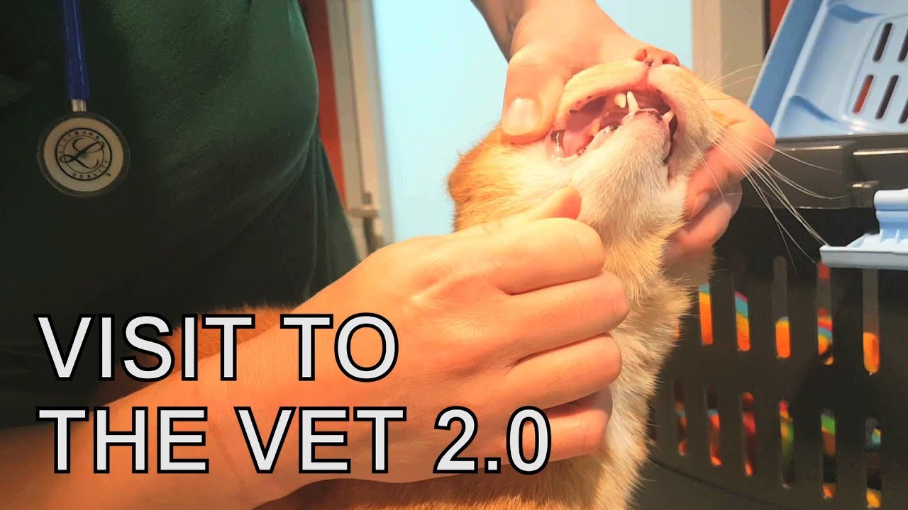Alvi cat : visit to the vet 2.0