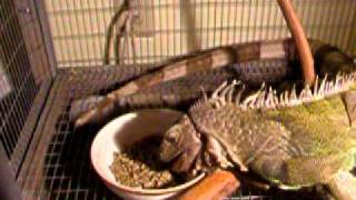 Iguana Eats More