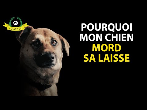 Vidéo: Comment empêcher votre chien de mordre la laisse