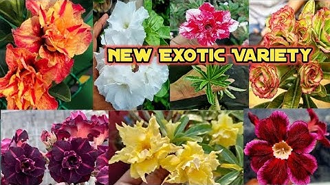 Grafted Adenium Plants | Online Sale | Adenium Combo | Low Price Desert Rose 