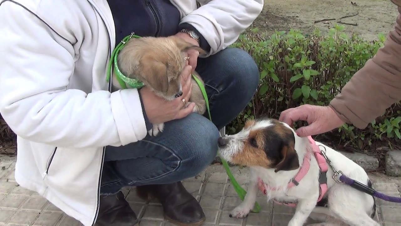 KIKO adopción perros cachorros