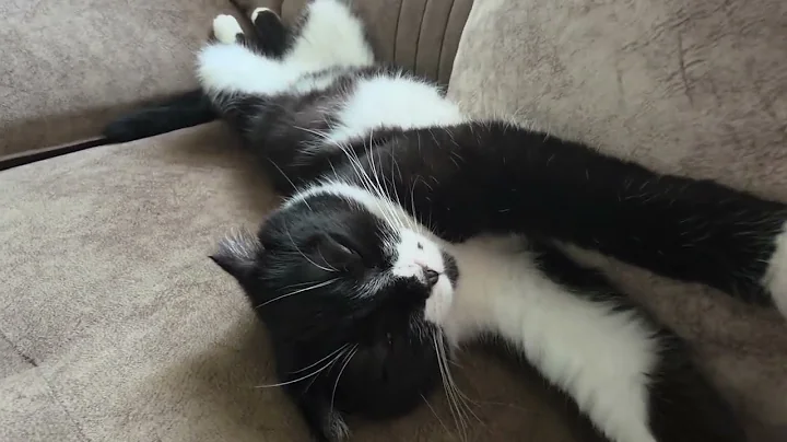 Video 9237511: scottish fold baby cat, cute scottish fold cat, sleepy cat