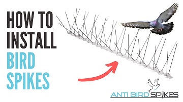 How to Install Bird Spikes