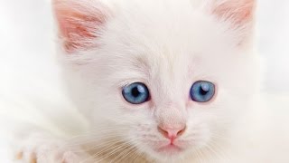 Прикольный белый котёнок Прикольный белый котёнок