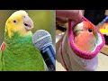 Baby Animals 🔴 Funny Parrots and Cute Birds Compilation (2023) Loros Adorables Recopilación #7