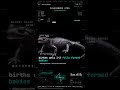 Alpine Salamander — GESTATION: carries young for up to 4 years | Morphe Error