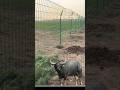 Extinct species of buffalo #shorts #ytviral #ytshorts #trending #buffalo #india #facts #yt #news