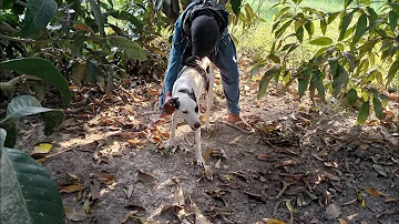 man and dog with mating