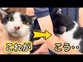 予感的中…猫の耳掃除をしたらこうなりました【正常な耳の見分け方・やり方】【愛猫れいちゃん】#cat #猫 #保護猫