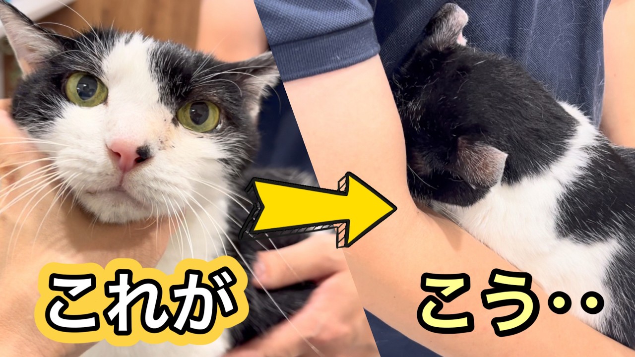 予感的中…猫の耳掃除をしたらこうなりました【正常な耳の見分け方・やり方】【愛猫れいちゃん】#cat #猫 #保護猫
