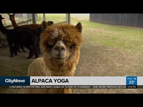 Video: Yoga Alpaca Bermula Di Ladang Di England