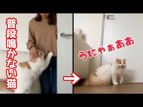 【ペットカメラ】飼い主が少し外出すると寂しくて鳴いちゃうもふ猫【猫お留守番】