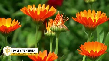 Phút Cầu Nguyện, Thứ Hai 08/02/2021: Điều Cần Thiết