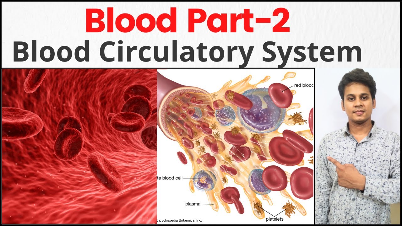 Blood Cells | RBC | WBC | Platelets | Class 11 | NEET