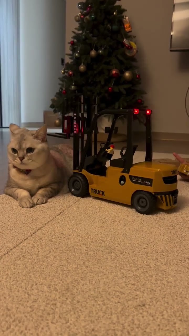 Funny  cats ??????