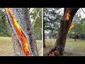 Tree Struck By Lightning Burns Inside Out