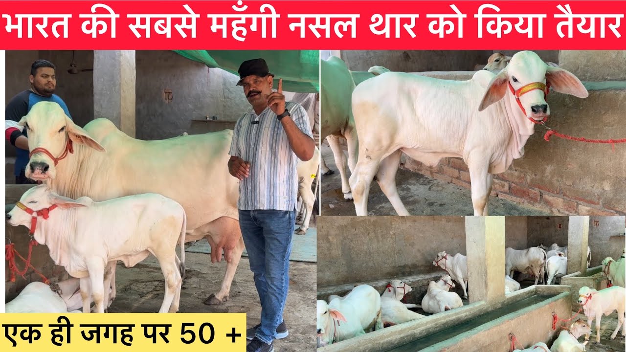 भारत की सबसे महँगी नसल थारपारकर को किया तैयार || Full Record || 21162 , 20842 || Hardeep Cheema