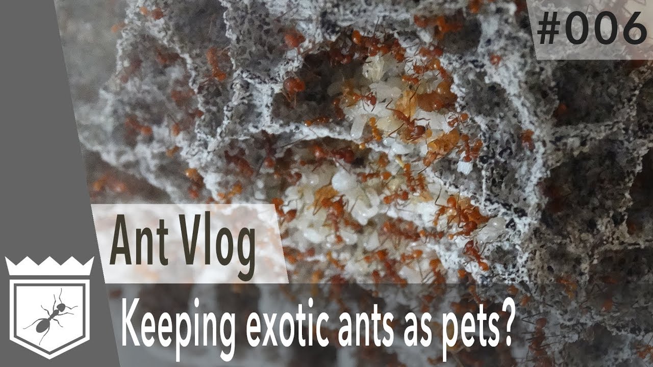 Keeping exotic ants as pets? Ant Vlog 006 YouTube