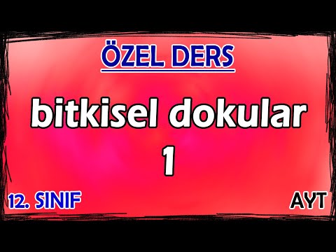 16) Bitkisel Dokular 1 - Özel Ders (12. Sınıf)