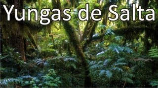 Yungas de Salta