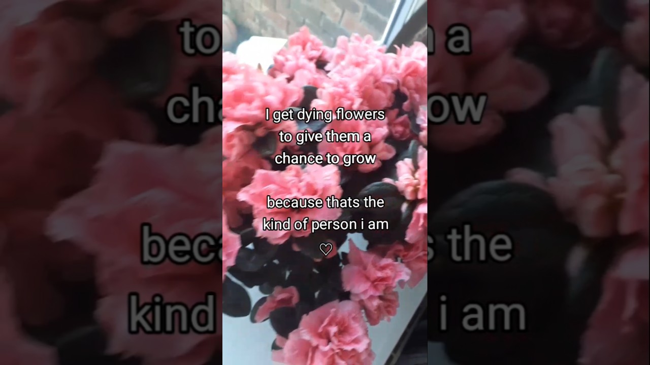 They're so pretty♡