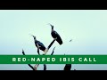 Red Naped Ibis Aka Indian Black Ibis Call What Does A Red Naped Ibis Sound Like Red Naped Ibis Aka Indian Black Ibis Call What Does A Red Naped Ibis Sound Like