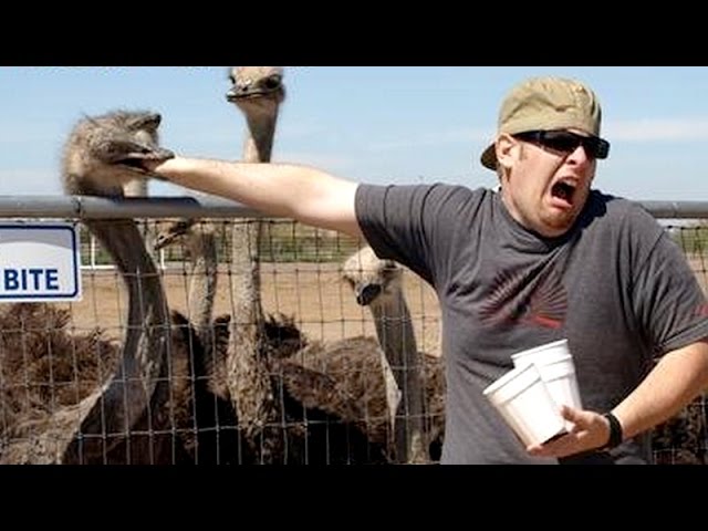 Nothing Cheers You Up More Than Funny Animals - Funny Animal Compilation -  Youtube