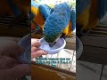 Guacamayas Caraqueñas - El agua, muy importante #shorts #macaw #aves #parrot #guacamayas #birds