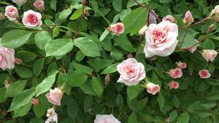 Cecile Brunner Rose