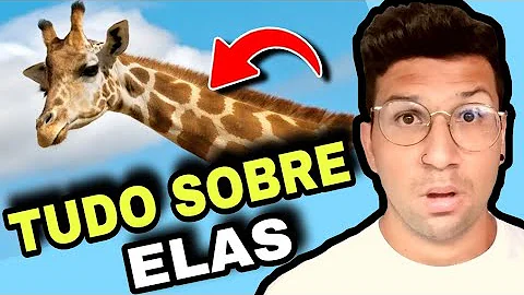 Qual é a característica de uma girafa?