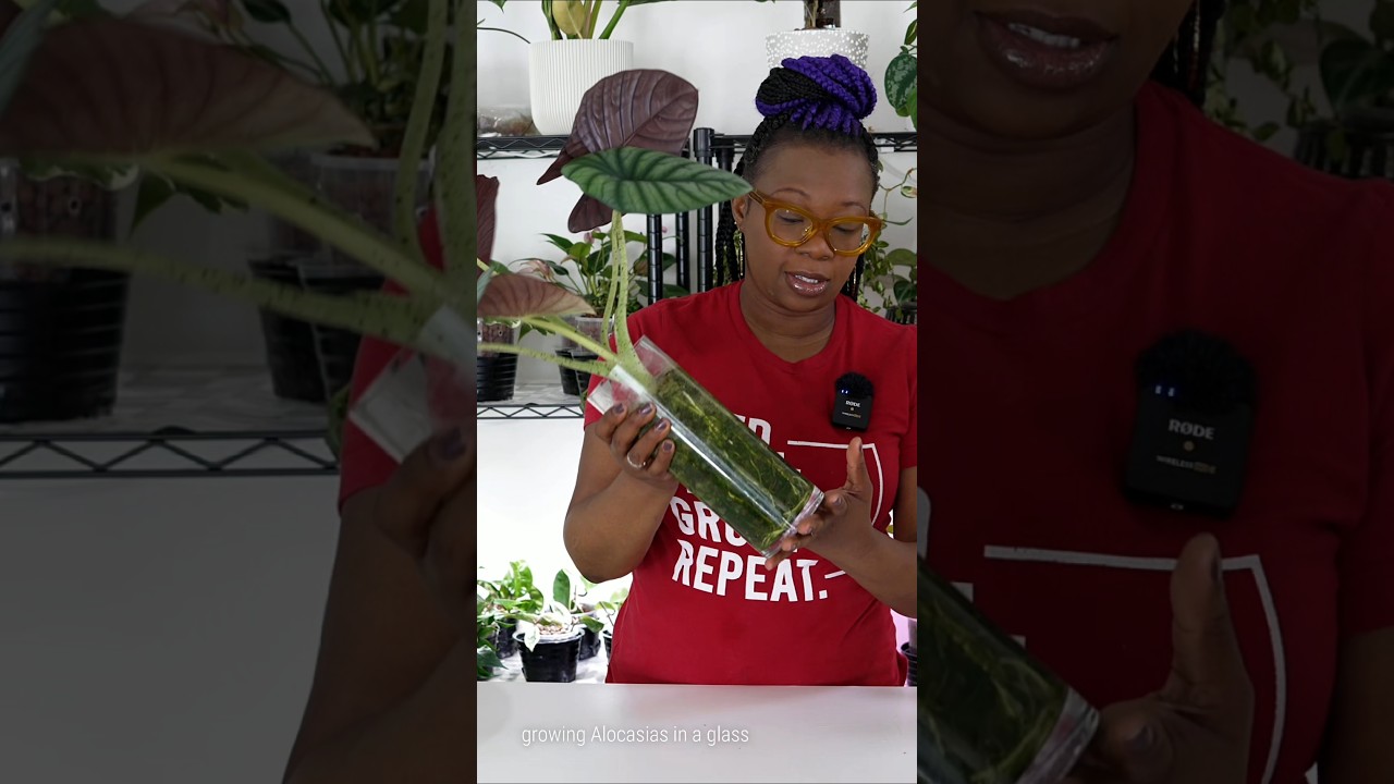 Does sphagnum moss + LECA actually work for Alocasia?  #plants #hydro #shorts