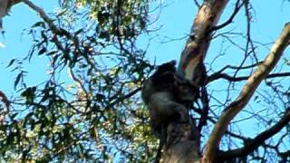 DSCF3136.AVI